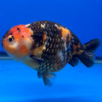 Chinese Ranchu Calico 4” Body Male(CK-1466)BLUETUBC