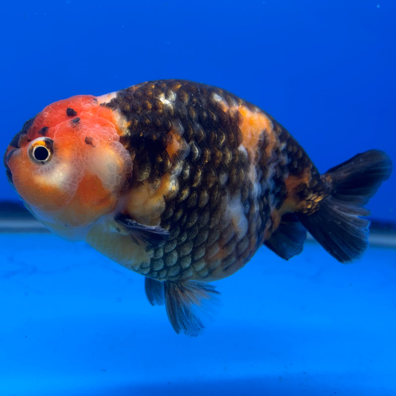 Chinese Ranchu Calico 4” Body Male(CK-1466)R2A09