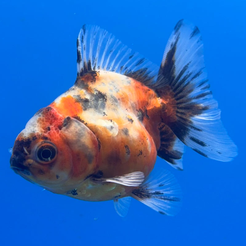 Thai Oranda SHOGUN 2” Body Male(CK-1007)R3B16