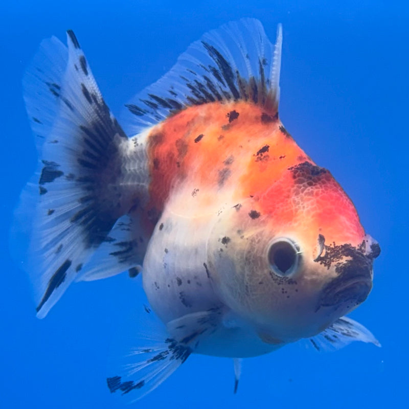 Thai Oranda SHOGUN 2.5” Body Male(CK-795)R1B04