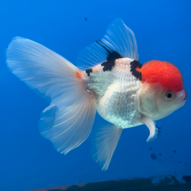 Thai Oranda Tri-Color 3.5” Body Male(CK-930)R1BLUETUB4