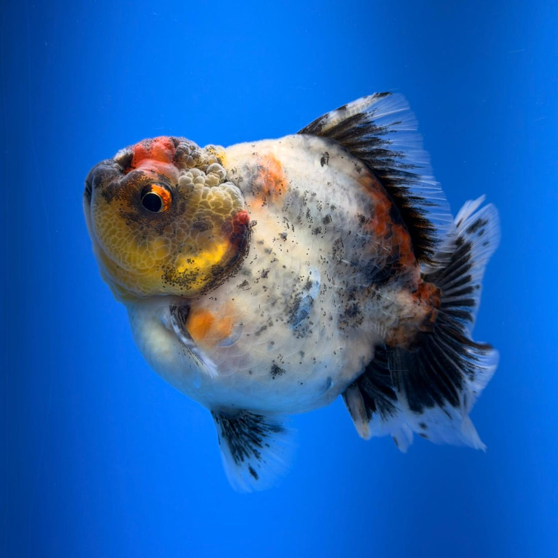 (KP-257) SHOGUN 2.5'' Calico Oranda (TUB15)