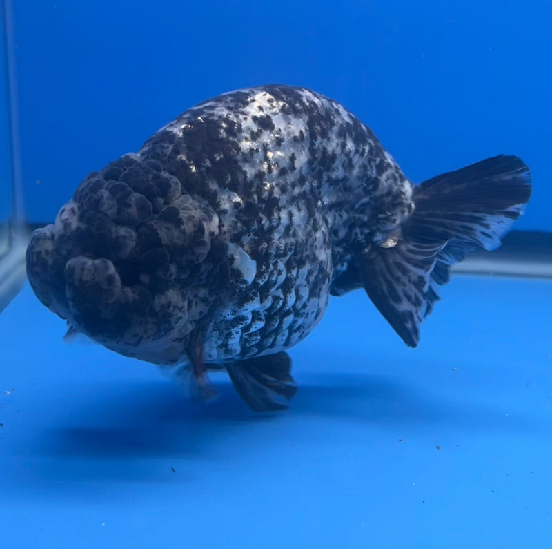 Thai Ranchu JUMBO Granite Calico 4.5” Body Male(NKT-CK-638)R1BLUETUB1
