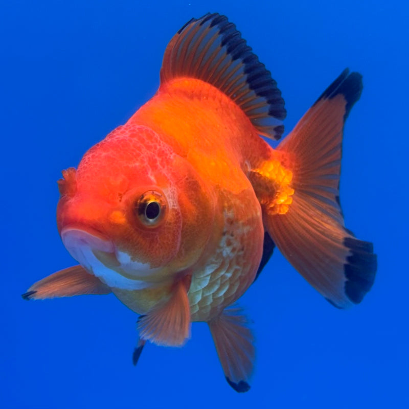 Thai Oranda Apache 2.5” Body Female(CK-731)R1B01