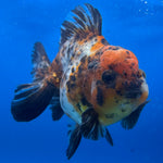 Thai Oranda Calico Yuanbao by SHOGUN 3” Body Male(CK-1594)R3B08