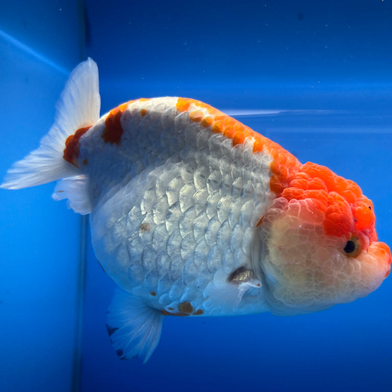 Thai Jumbo Ranchu Red/White 4.5” Body Female(CK-779)SHOWTANK