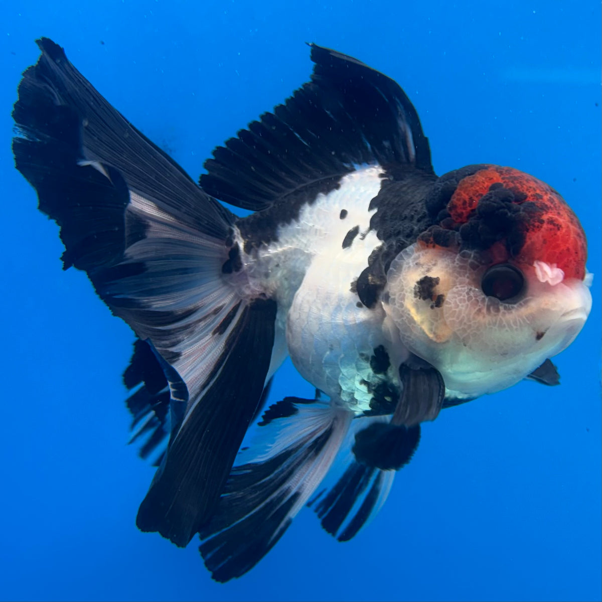 Thai Oranda Tri-Color 3.5” Male(CK-1626)R2A07