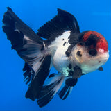 Thai Oranda Tri-Color 3.5” Male(CK-1626)R2A07