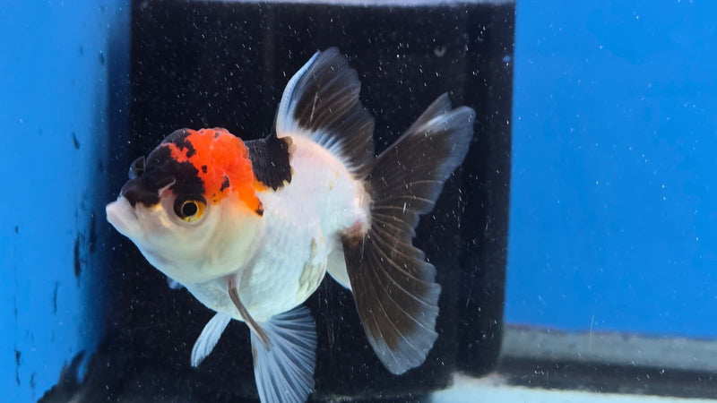 Thai Tri Color Orchid Tail Medium Breed Female 2.50 inch Body (NNN-3006)R3B19