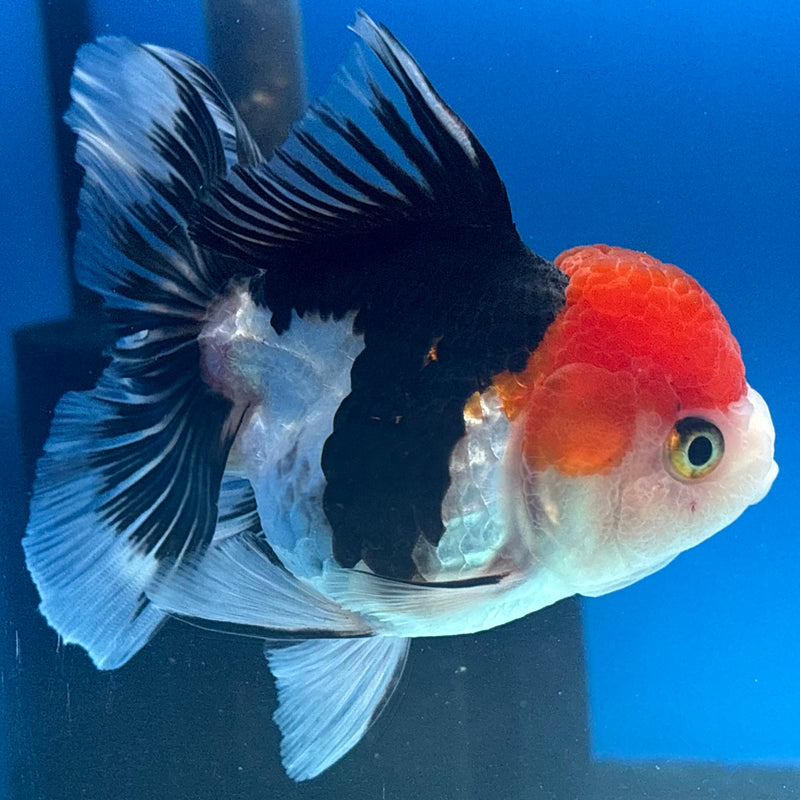 Thai Oranda Tri-Color 3.5” Body Female(CK-915)R1BLUETUB4