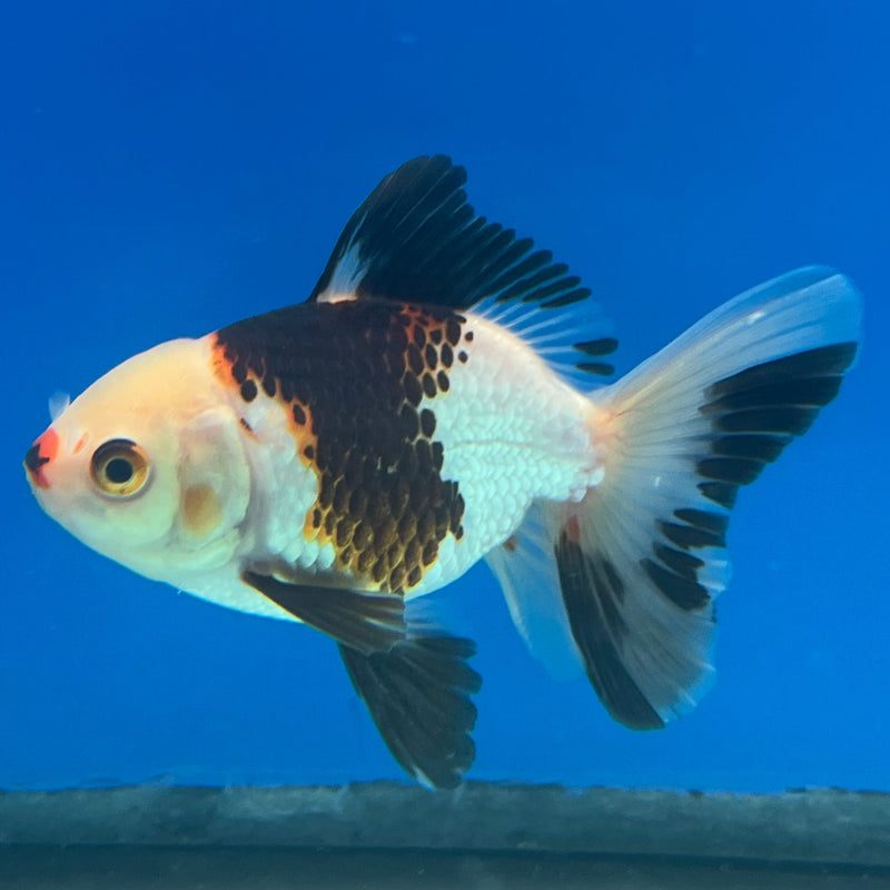 Thai Oranda Tri-Color 3in Female (FEB-326)R2B07