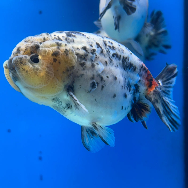 Premium Fancy Goldfish Ranchu White Tiger 3.5” Body (JCD-194)R2C05