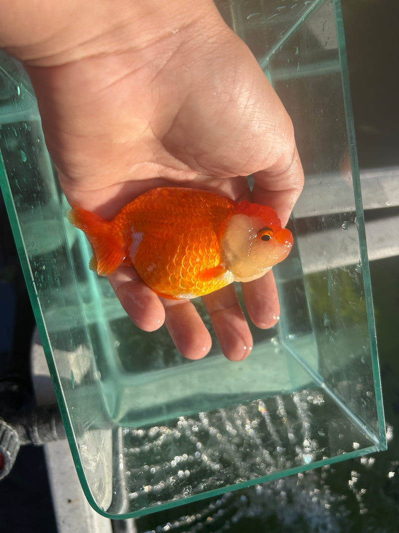 X A Grade Show Quality Thai Buffalo Ranchu 3.5” Body Shape Red/White Female (JC-120) GRAYTUB8