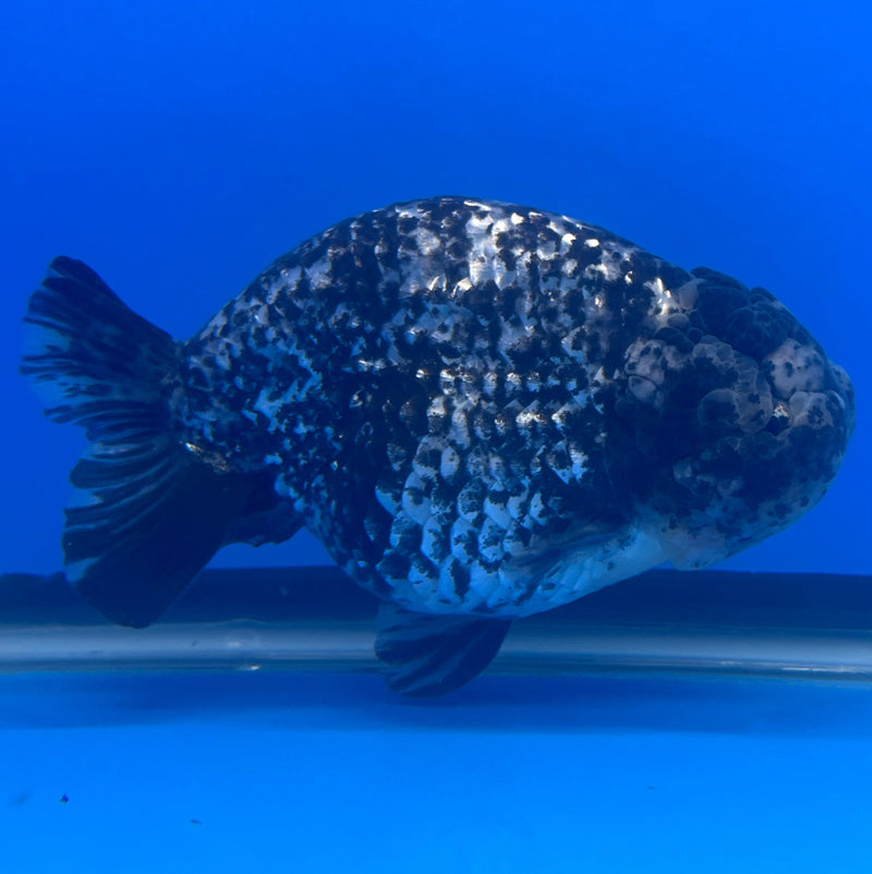 Thai Ranchu JUMBO Granite Calico 4.5” Body Male(NKT-CK-638)R1BLUETUB1