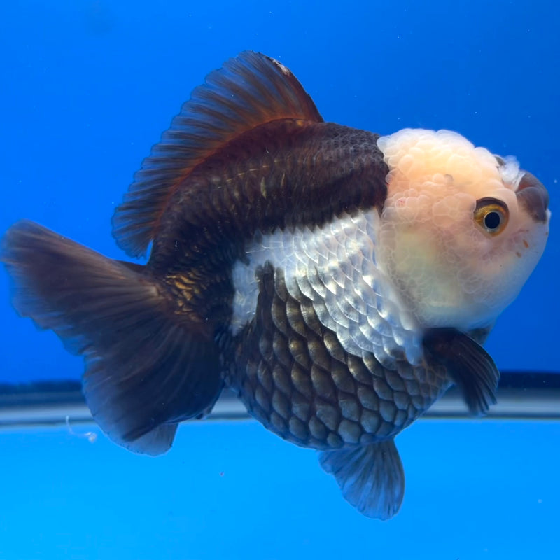 Thai Premium Oranda Yuanbao Panda 4” Body Female(CK-749)R1BlueTub4