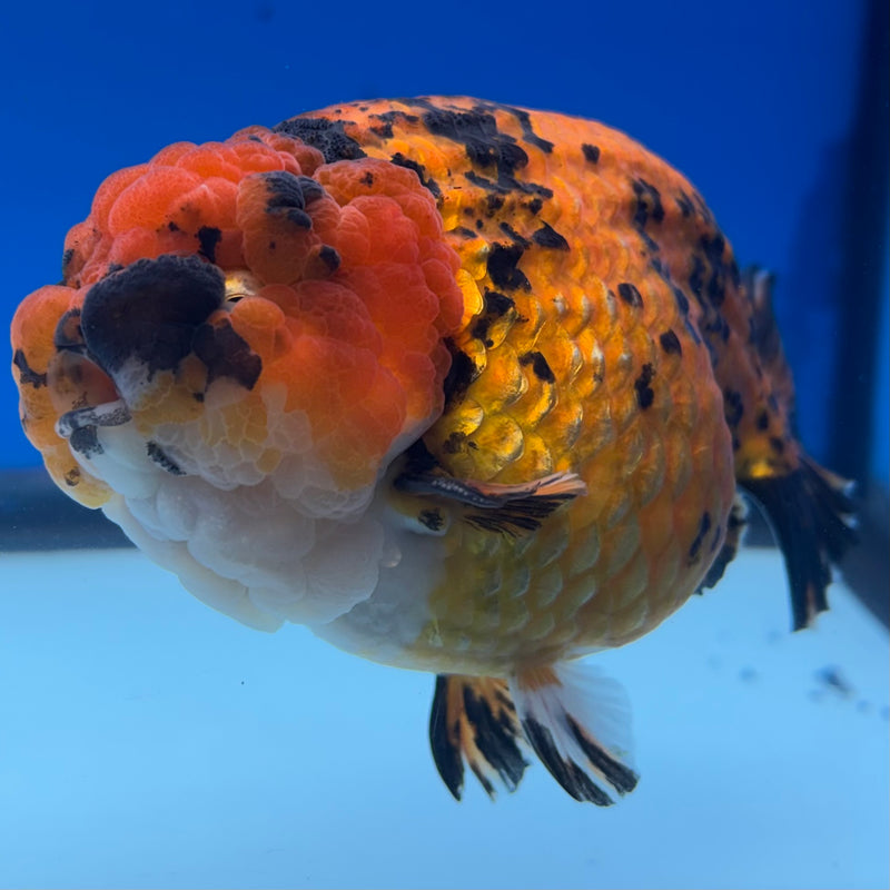 Thai Ranchu JUMBO Tiger Calico 4.5” Body Male(BIN-CK-1053)SHOWTANK2