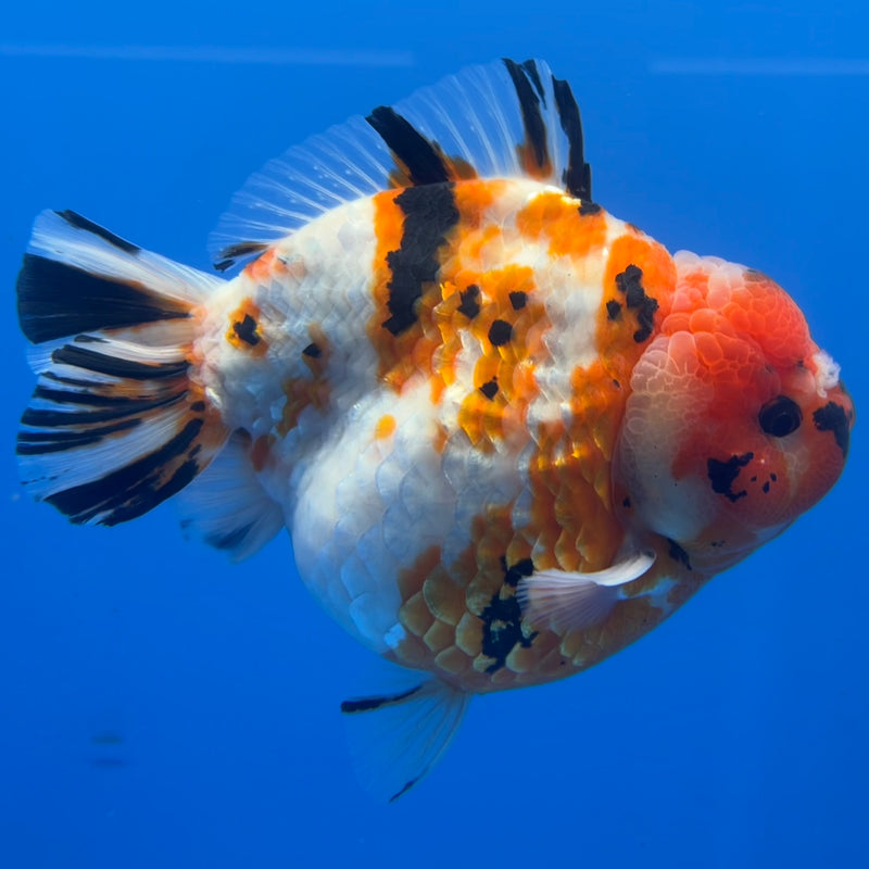 Thai Premium Jumbo Oranda Yuanbao Tri-Color Calico Tiger 4.5” Body Female(CK-754)R1BlueTub4