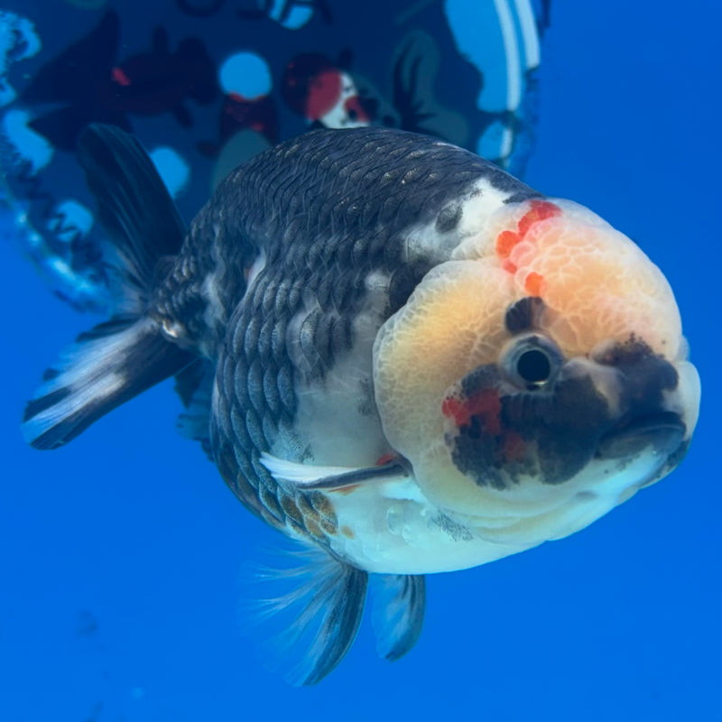 Thai Ranchu Dark Calico 3.5" Body Male(CK-900)R1B10
