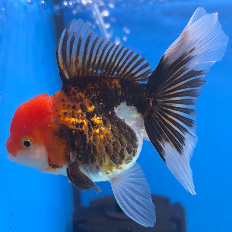 Thai Oranda Apache 3.5” Body Female(CK-910)R1BLUETUB4