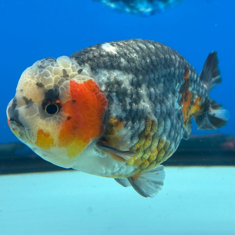 Thai Ranchu Apache Calico RARE 3.5" Body Male(CK-899)R1A10