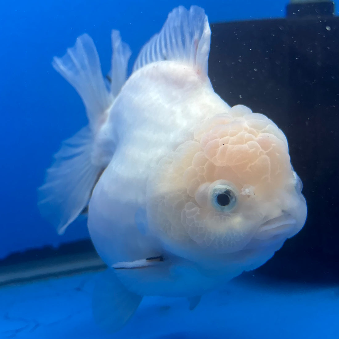 Thai Oranda White Tiger Sakura  4" Female (NKT-CK-1564)BLUETUB-B