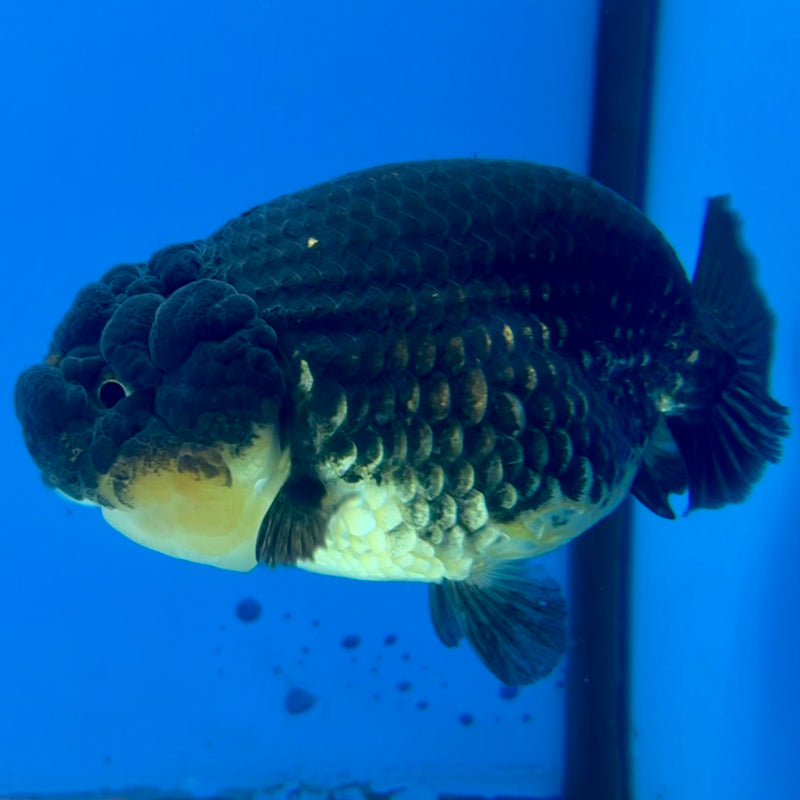 Thai Ranchu SPECIAL COLOR Apache 3.5” Body Female(CK-1116)R1A04