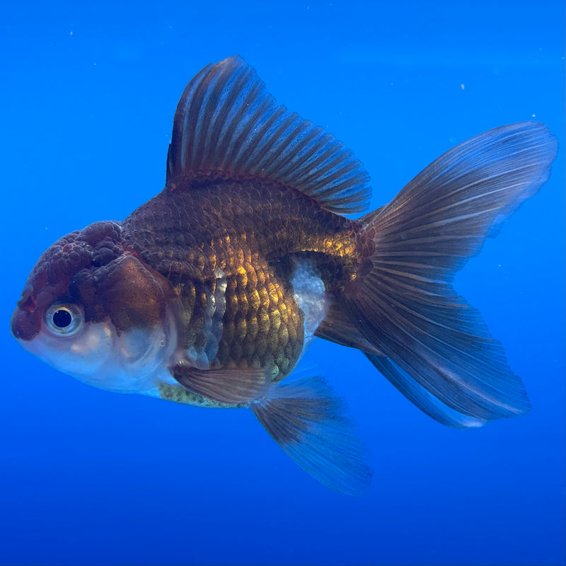 Thai Oranda Panda 2.5” Body Female(CK-996)R3B20
