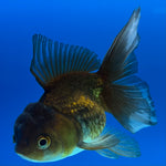 Thai Oranda Panda 2.5” Female (CK-1557)R3A12