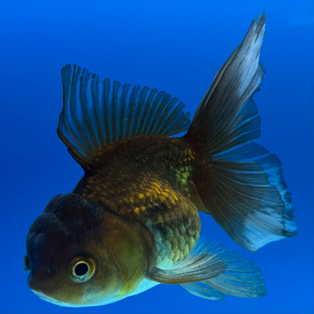 Thai Oranda Panda 2.5” Female (CK-1557)R3A12