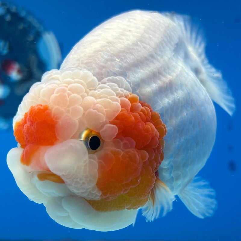 Thai Ranchu Red/White 4.5” Body Female(BIN-CK-1044)SHOWTANK2