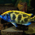Live Freshwater Aquarium Venustus African Cichlid  (Haplochromis Venustus) (CHD-108)U022