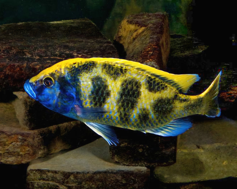 Live Freshwater Aquarium Venustus African Cichlid  (Haplochromis Venustus) (CHD-108)U022