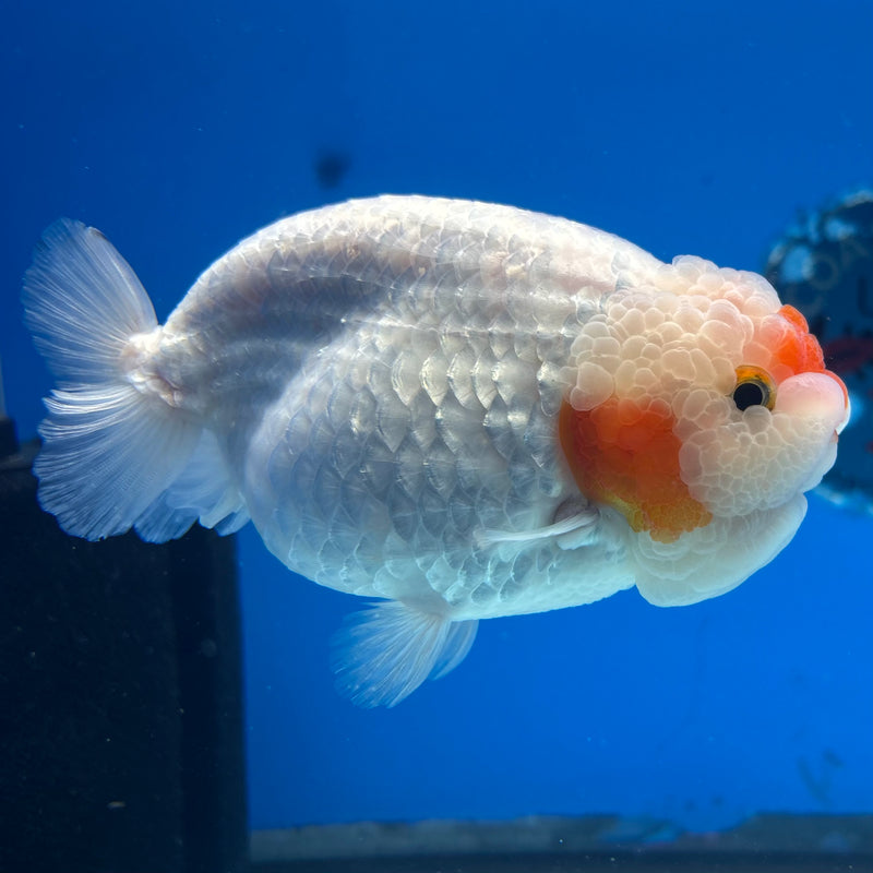 Thai Ranchu Red/White 4.5” Body Female(BIN-CK-1044)SHOWTANK2