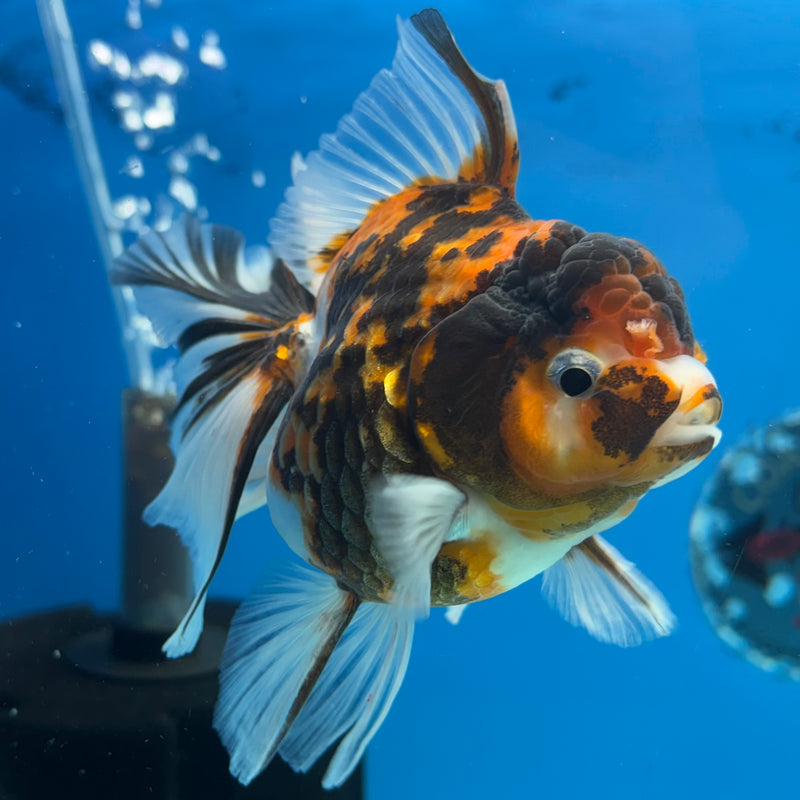 Thai Oranda Tri-Color Calico 3.5” Body Female(QGF-CK-1091)SHOWTANK