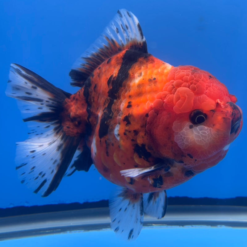 Thai Oranda JUMBO Red Calico Tiger 5” Body Male(CRP-CK-645)BLUETUB2