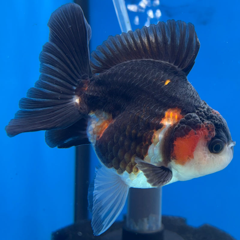 Thai Oranda NOK Apache/Tri-Color 3” Body Male(NOK-CK-1172)R3B18