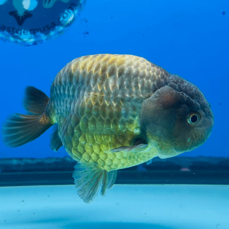 (KP-207) Lavender Ranchu 3'' Male R1B12