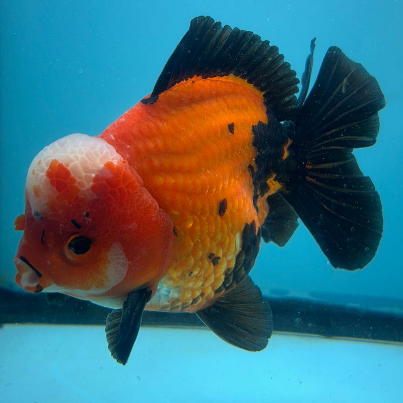 Thai Premium Jumbo Aapche Short Tail Giant Breed 5.00 inch Body Oranda (CRP-JO1016)