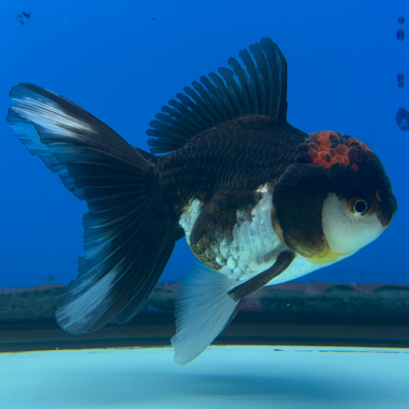 Thai Oranda Tri-Color 3” Body Male(CK-969)R3B21