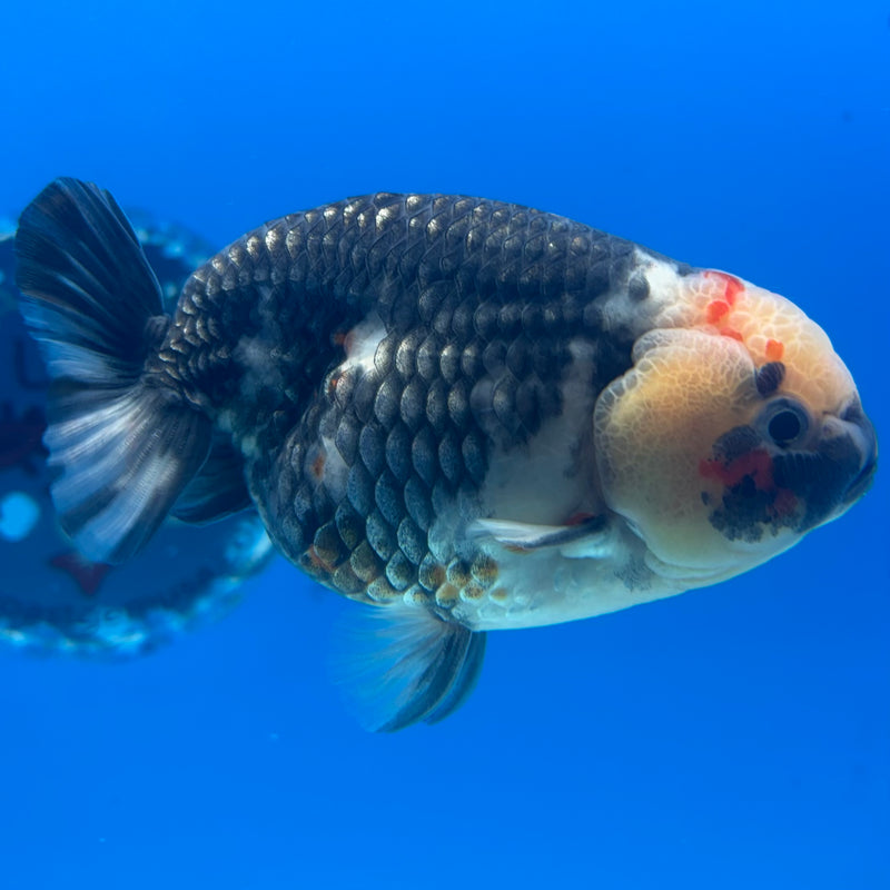 Thai Ranchu Dark Calico 3.5" Body Male(CK-900)R1B10
