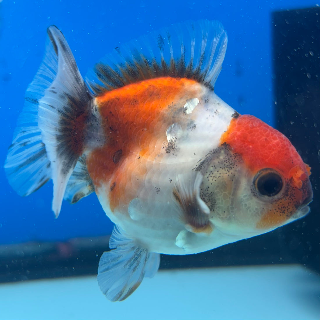 Thai Oranda Calico Yuanbao by SHOGUN 2.5” Body Male(CK-1587)R3B09