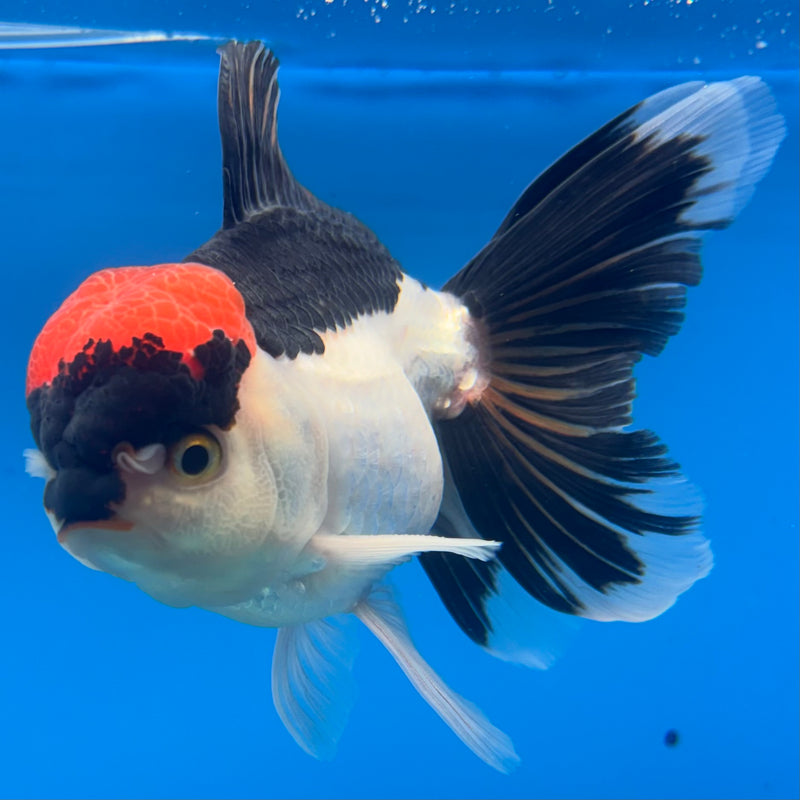 Thai Oranda Tri-Color 3.5” Body Male(CK-927)R1BLUETUB4