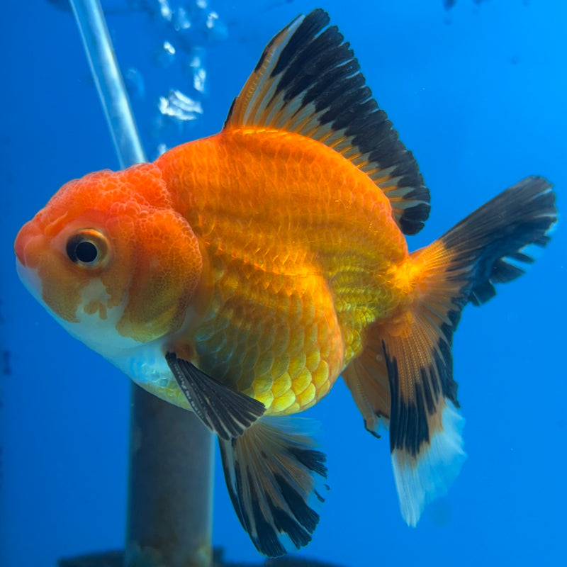 Thai Oranda Apache 2.5” Body Male(CK-855)R3B17