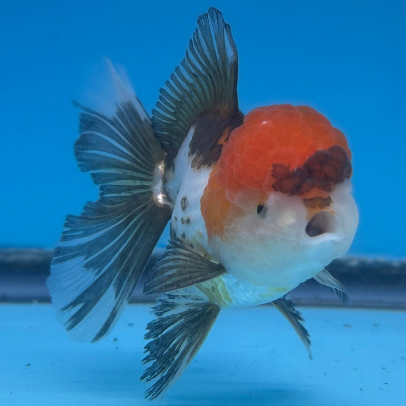 Live Premium Fancy Goldfish Thai Oranda Tri-Color 3.5” body Male (JC-265) R1A12