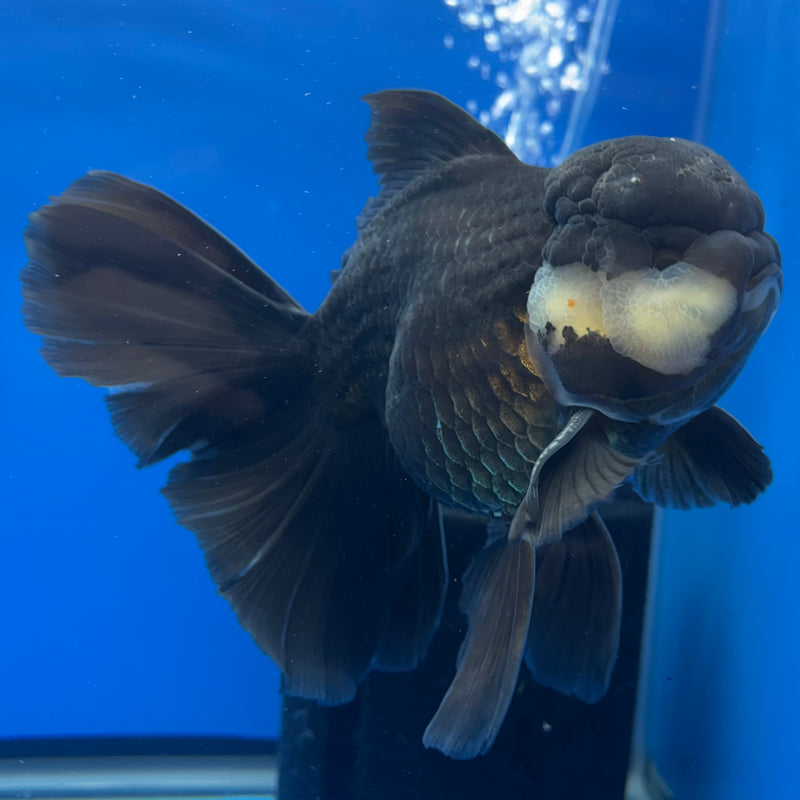 Thai Oranda AA JUMBO Panda 4” Body Male(AA-CK-1359)R1BLUETUB3