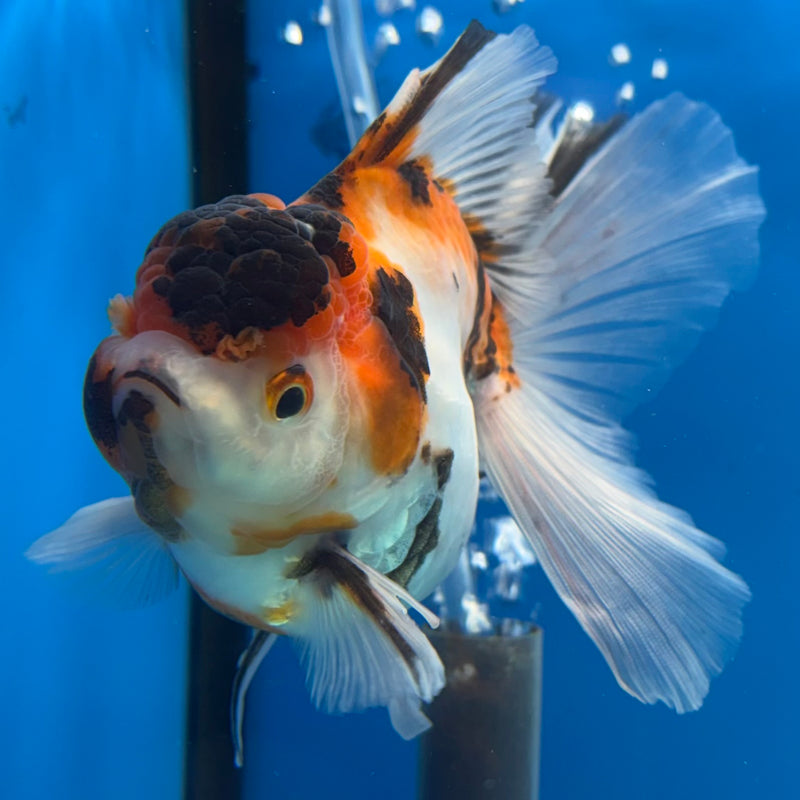 Thai Oranda Tri-Color Calico 3.5” Body Female(QGF-CK-1091)SHOWTANK