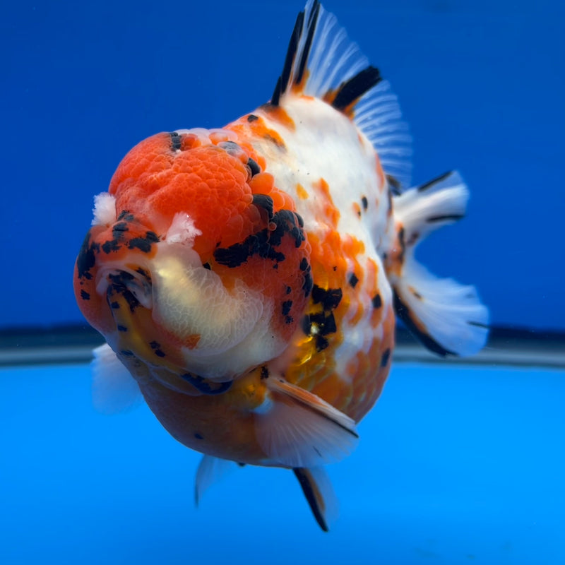 Thai Premium Jumbo Oranda Yuanbao Tri-Color Calico Tiger 4.5” Body Female(CK-754)R1BlueTub4
