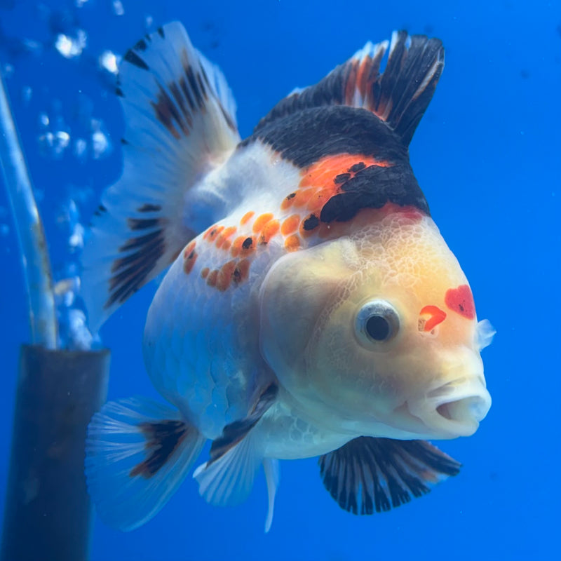 Thai Oranda Apache/Tri-Color 3” Body Male(CK-838)R3A14