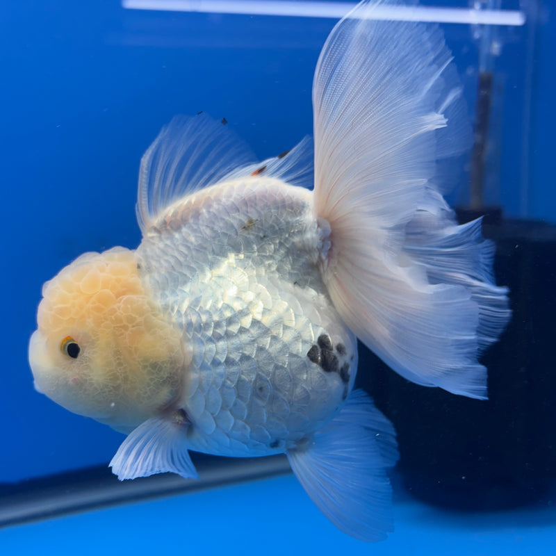 Thai Oranda Lemon Head White 4” Body Female(CK-812)R1B01