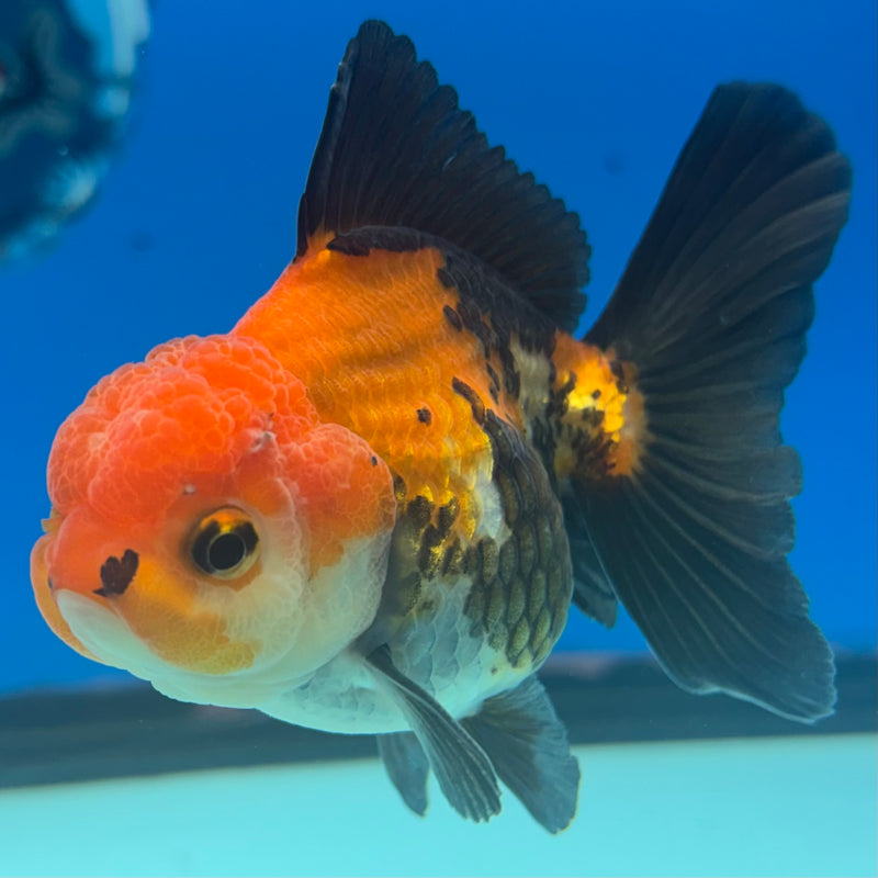 Thai Oranda Apache 2.5” Body Male(CK-849)R3B18